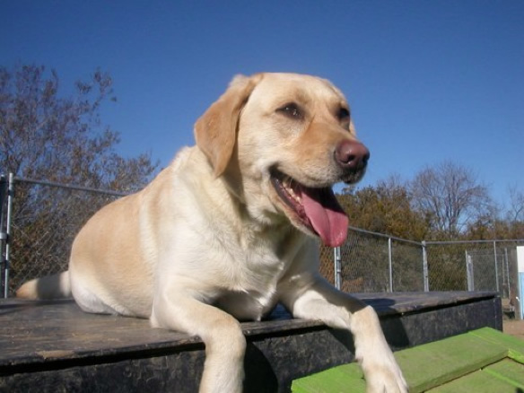 Some civic tech puppies turn into civic tech dogs!