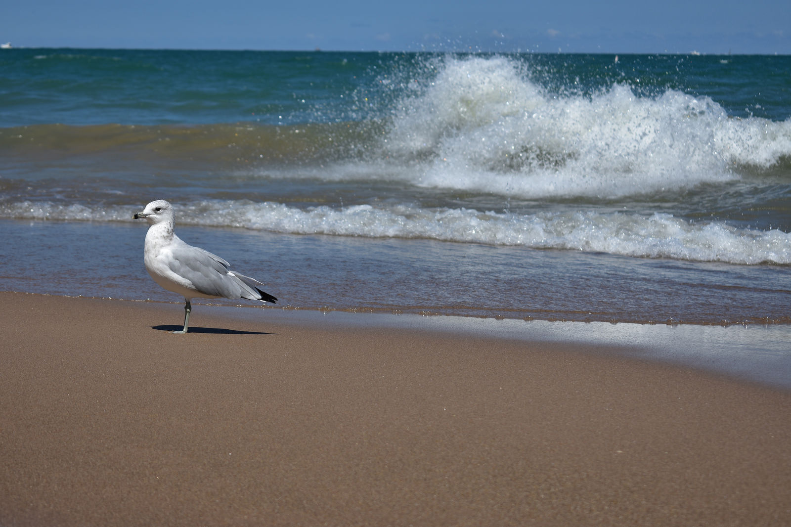 Lake Michigan, August 2017