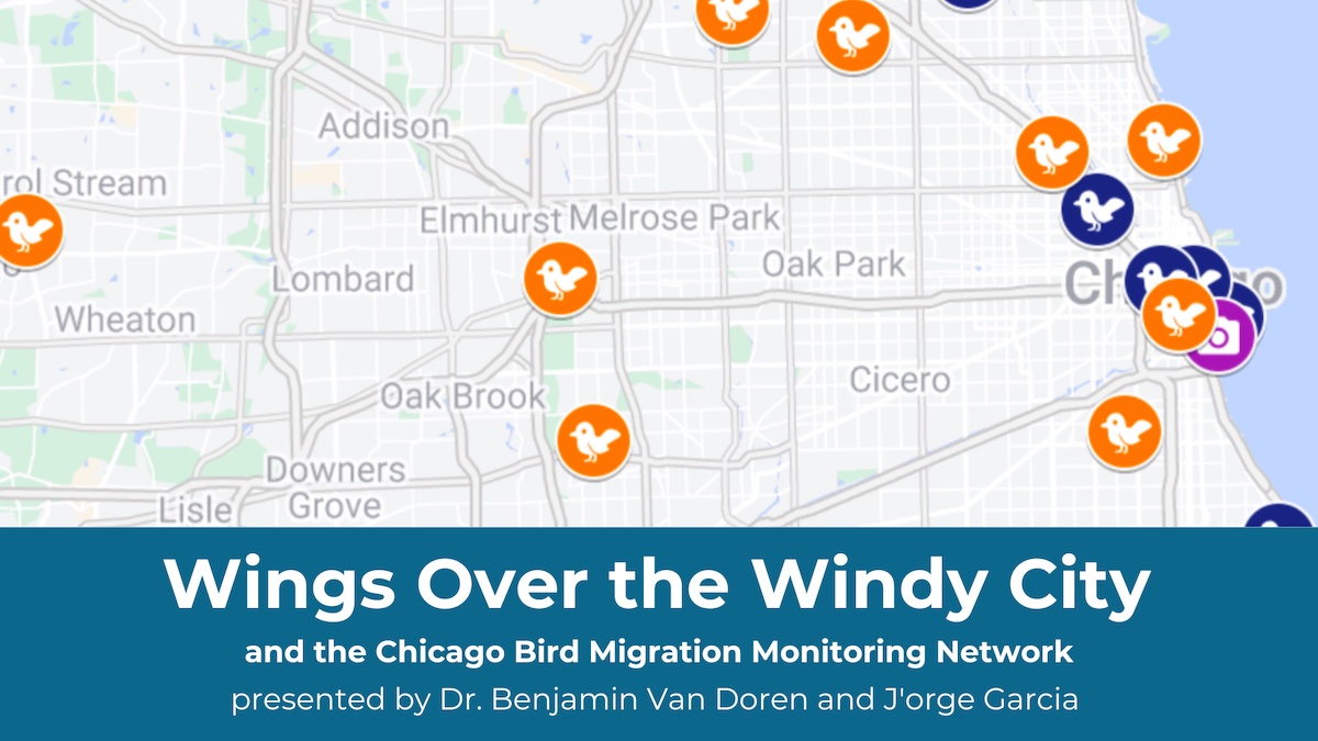 In-person and Online: Wings Over the Windy City and the Chicago Bird Migration Monitoring Network